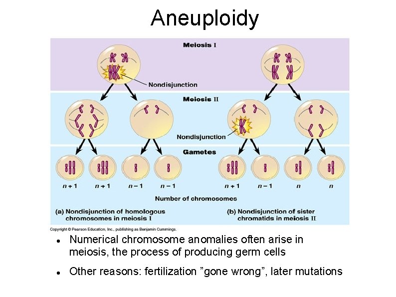 Aneuploidy Numerical chromosome anomalies often arise in meiosis, the process of producing germ cells