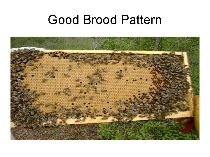 Good Brood Pattern 