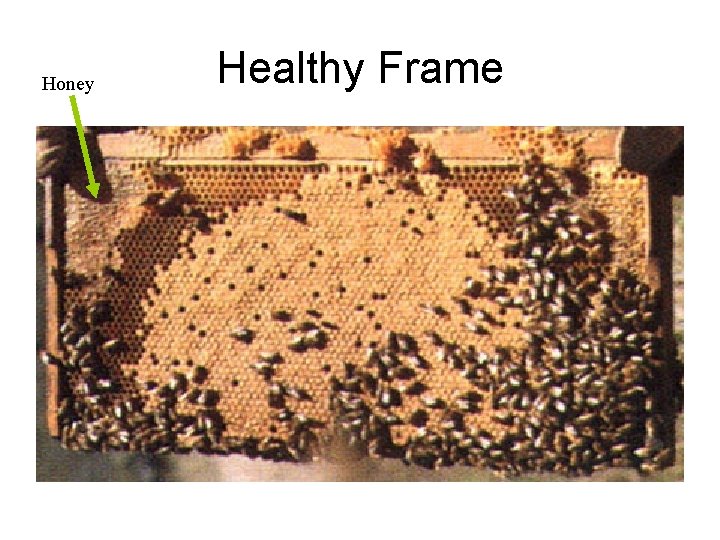 Honey Healthy Frame 