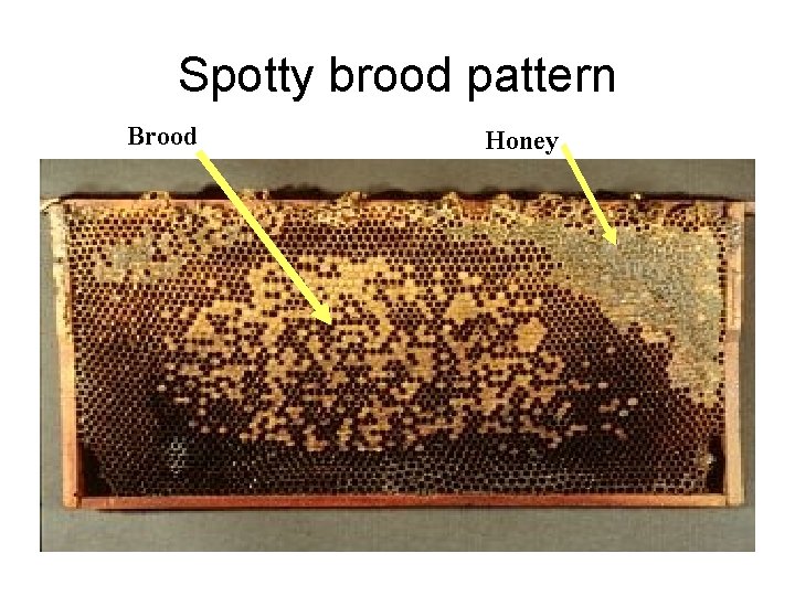 Spotty brood pattern Brood Honey 