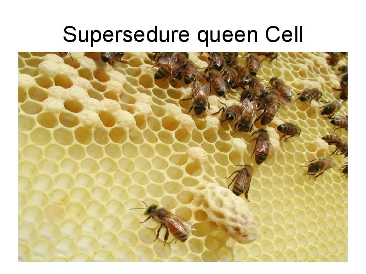 Supersedure queen Cell 