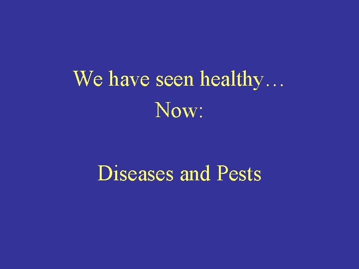 We have seen healthy… Now: Diseases and Pests 