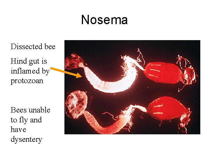 Nosema Dissected bee Hind gut is inflamed by protozoan Bees unable to fly and