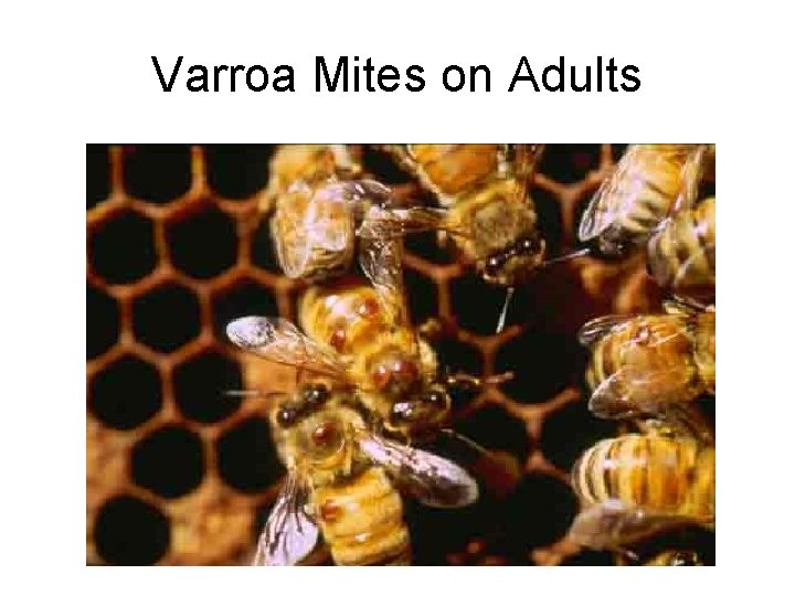 Varroa Mites on Adults 