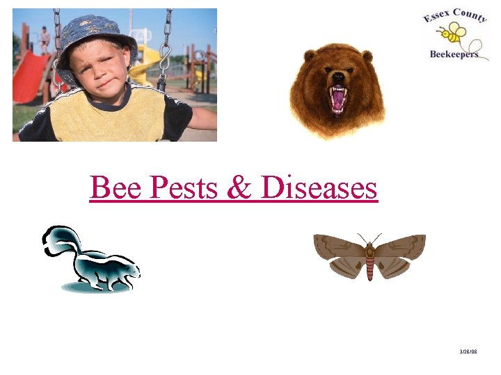 Bee Pests & Diseases 3/28/08 