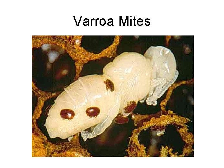 Varroa Mites 