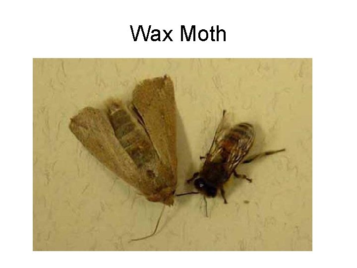 Wax Moth 