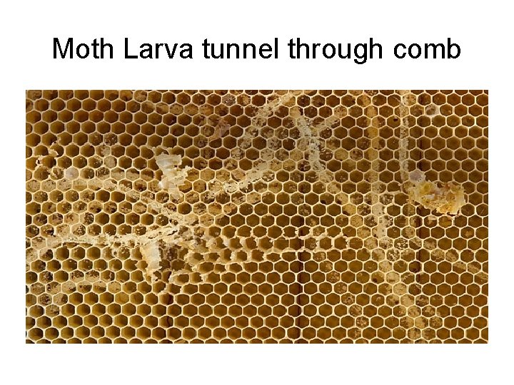 Moth Larva tunnel through comb 