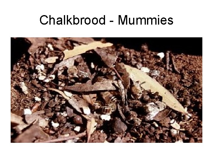 Chalkbrood - Mummies 