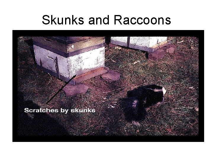 Skunks and Raccoons 