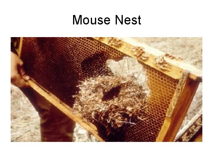 Mouse Nest 