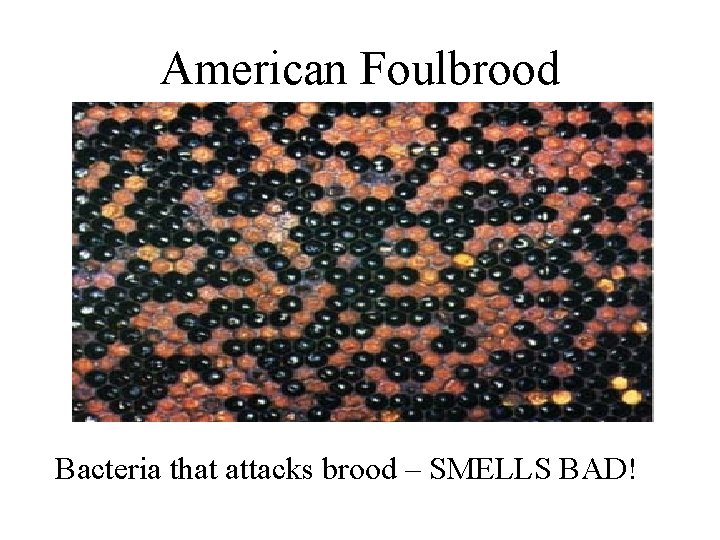 American Foulbrood Bacteria that attacks brood – SMELLS BAD! 