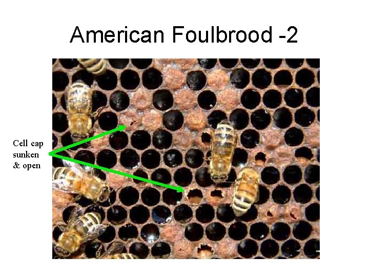 American Foulbrood -2 Cell cap sunken & open 