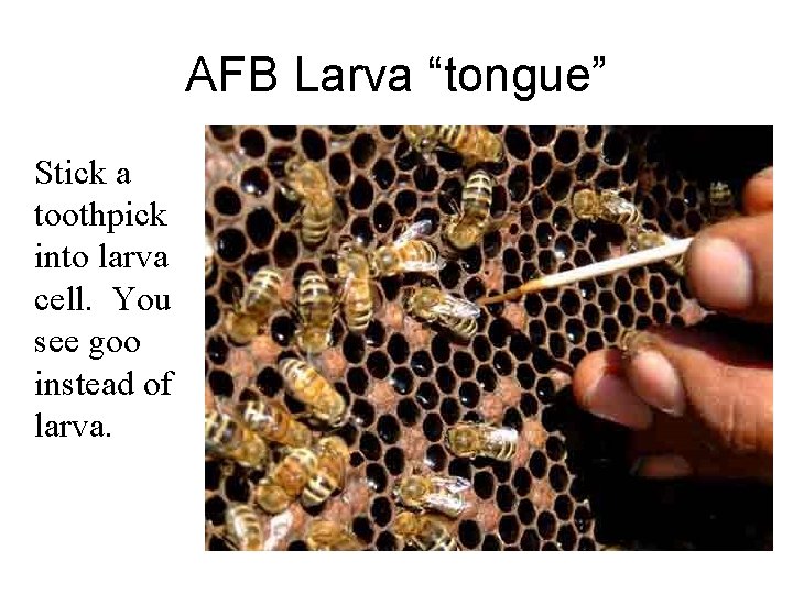 AFB Larva “tongue” Stick a toothpick into larva cell. You see goo instead of