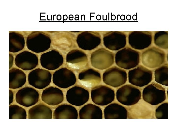 European Foulbrood 