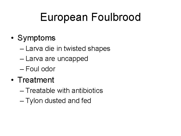 European Foulbrood • Symptoms – Larva die in twisted shapes – Larva are uncapped