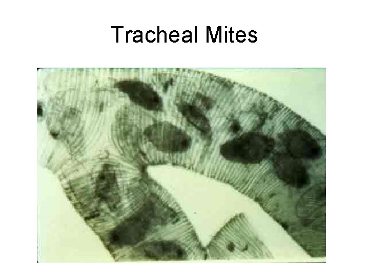 Tracheal Mites 