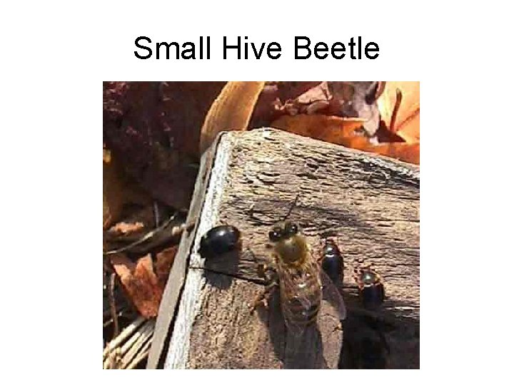 Small Hive Beetle 