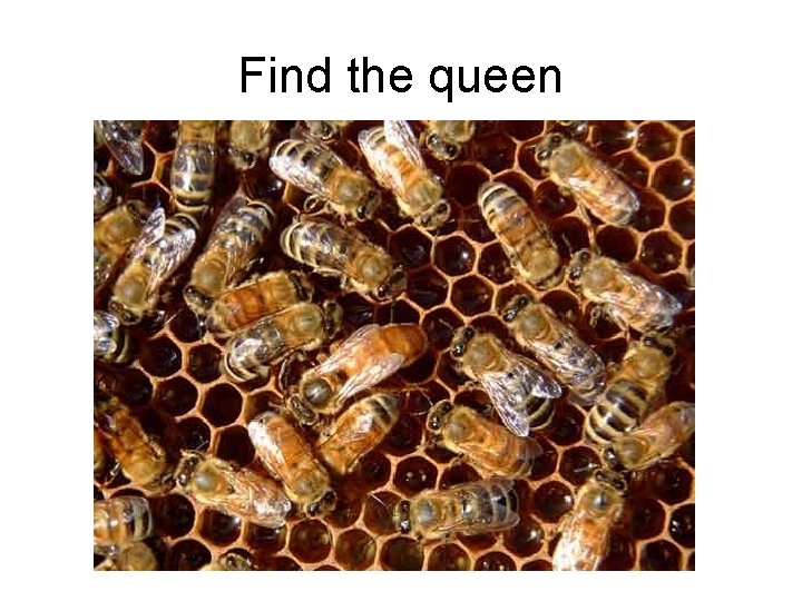 Find the queen 