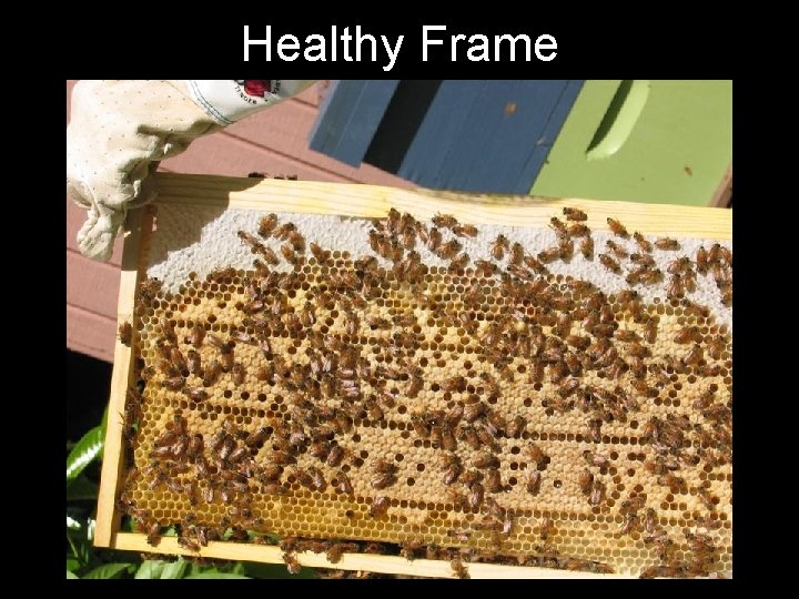 Healthy Frame 