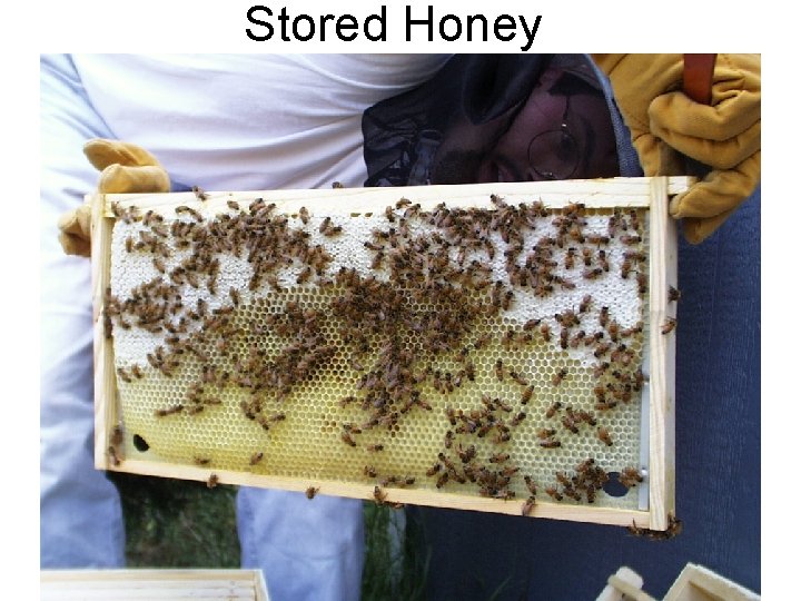 Stored Honey 