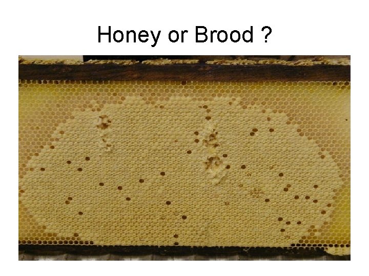 Honey or Brood ? 