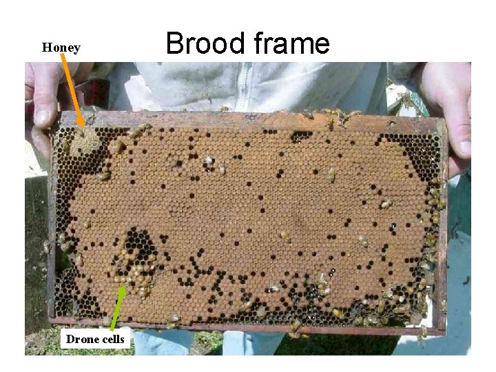 Honey Drone cells Brood frame 