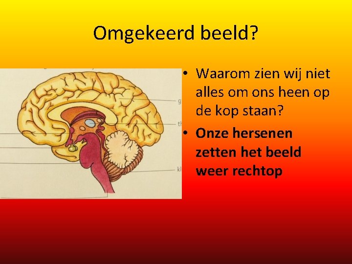 Omgekeerd beeld? • Waarom zien wij niet alles om ons heen op de kop