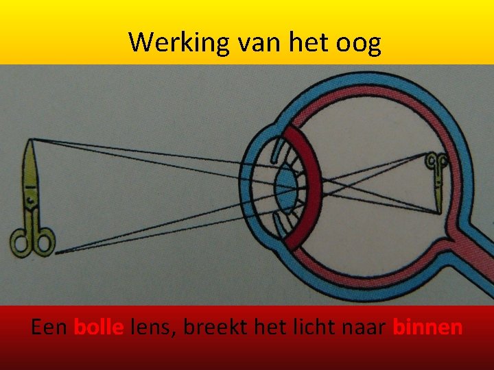 Werking van het oog Een bolle lens, breekt het licht naar binnen 