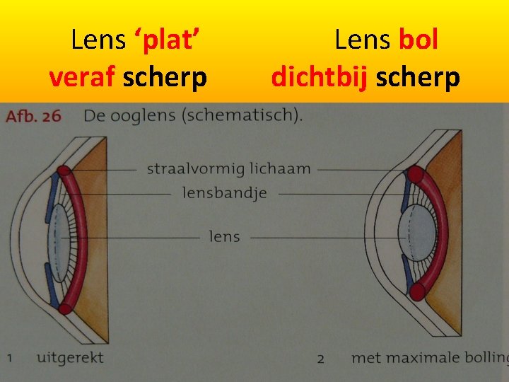 Lens ‘plat’ veraf scherp Lens bol dichtbij scherp 