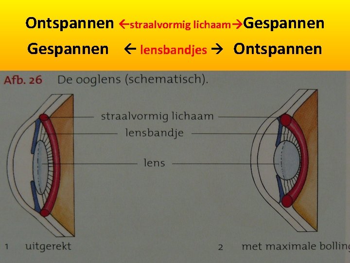 Ontspannen straalvormig lichaam Gespannen lensbandjes Ontspannen 