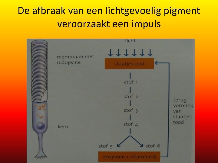 De afbraak van een lichtgevoelig pigment veroorzaakt een impuls 
