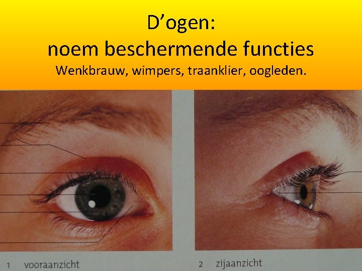 D’ogen: noem beschermende functies Wenkbrauw, wimpers, traanklier, oogleden. 