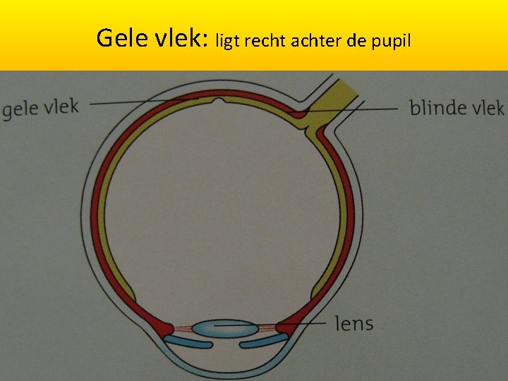 Gele vlek: ligt recht achter de pupil 