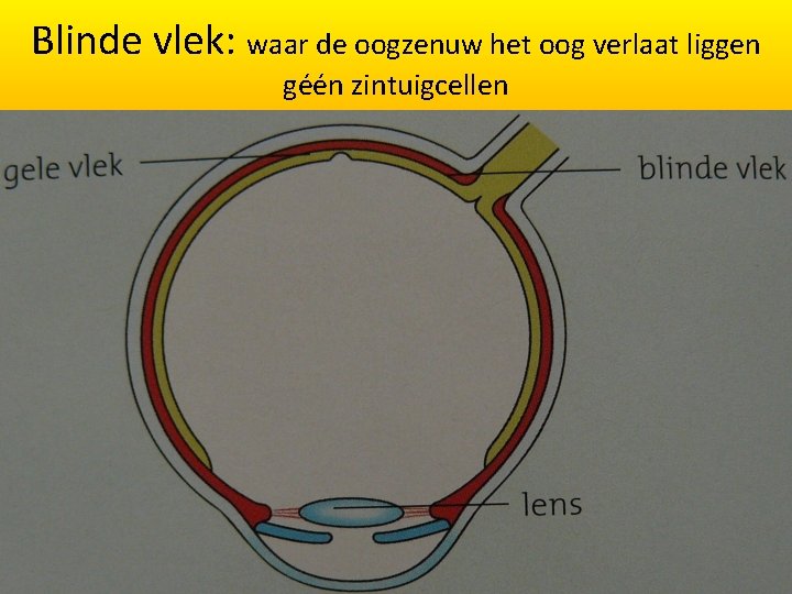 Blinde vlek: waar de oogzenuw het oog verlaat liggen géén zintuigcellen 