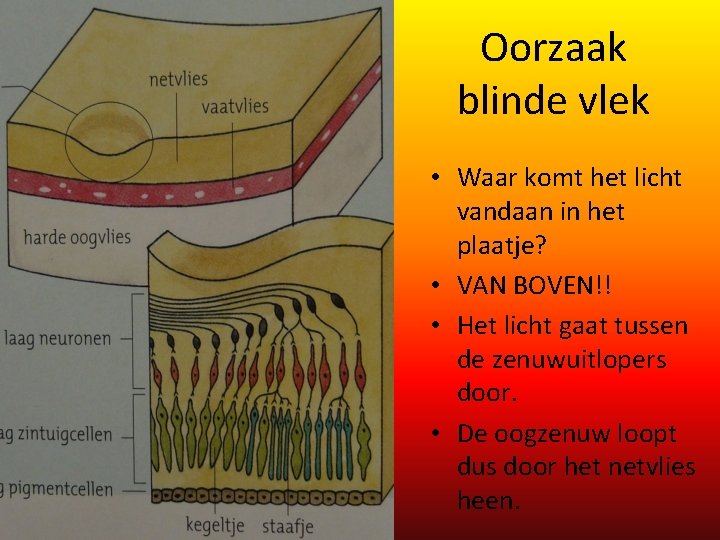 Oorzaak blinde vlek • Waar komt het licht vandaan in het plaatje? • VAN