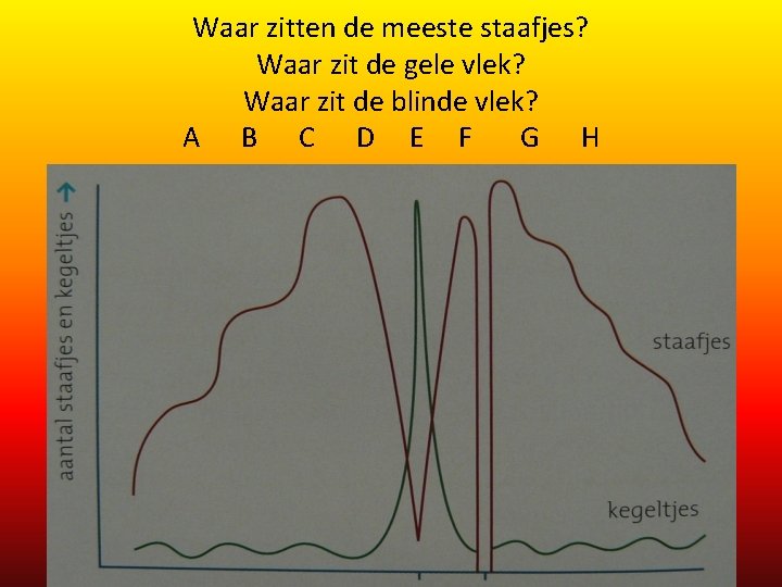 Waar zitten de meeste staafjes? Waar zit de gele vlek? Waar zit de blinde