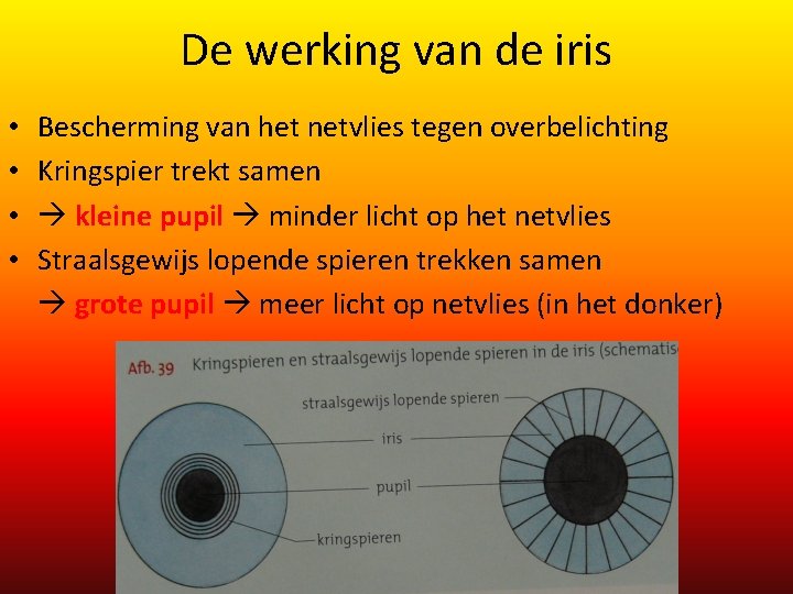 De werking van de iris • • Bescherming van het netvlies tegen overbelichting Kringspier