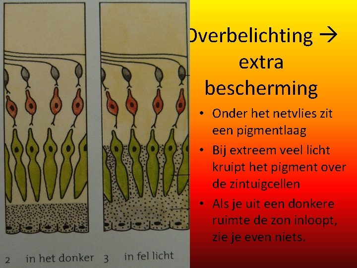 Overbelichting extra bescherming • Onder het netvlies zit een pigmentlaag • Bij extreem veel