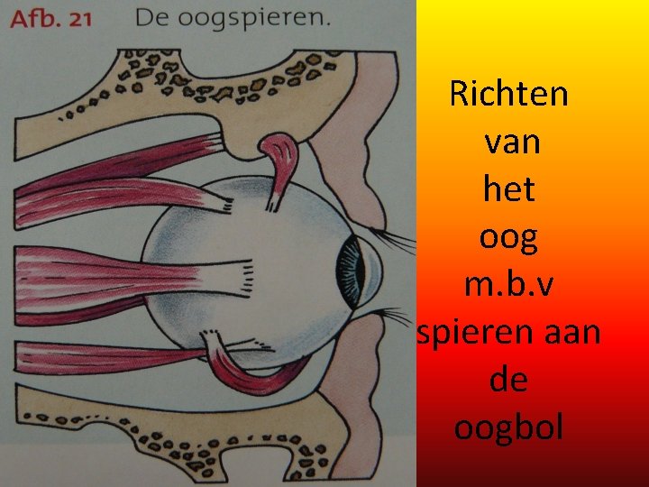 Richten van het oog m. b. v spieren aan de oogbol 