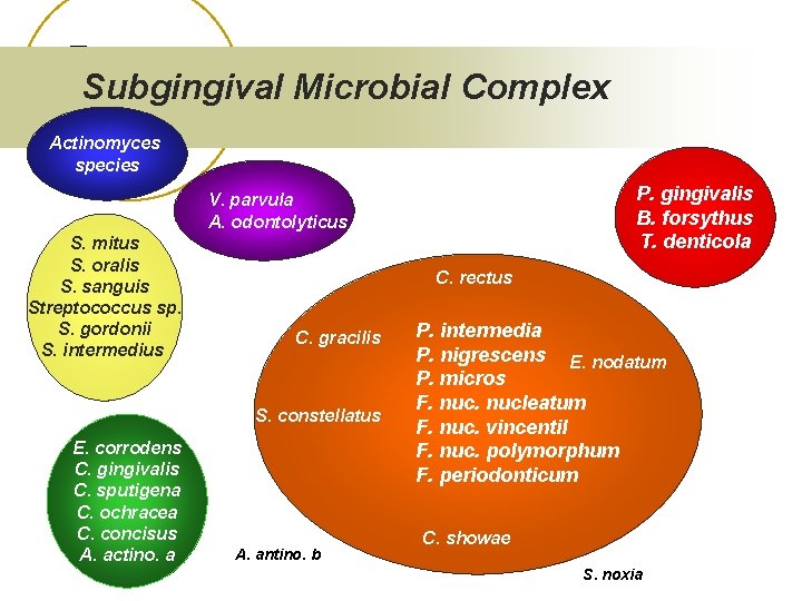 Subgingival Microbial Complex Actinomyces species P. gingivalis B. forsythus T. denticola V. parvula A.