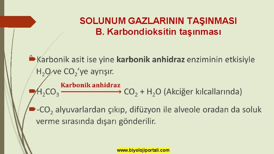 SOLUNUM GAZLARININ TAŞINMASI B. Karbondioksitin taşınması www. biyolojiportali. com 