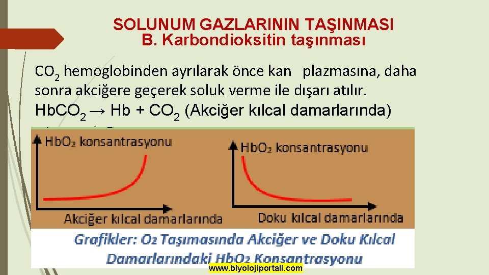 SOLUNUM GAZLARININ TAŞINMASI B. Karbondioksitin taşınması CO 2 hemoglobinden ayrılarak önce kan plazmasına, daha