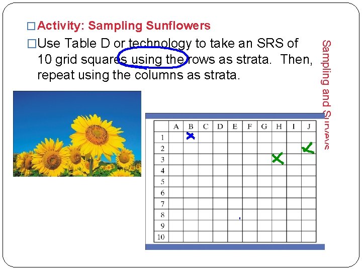 � Activity: Sampling Sunflowers 10 grid squares using the rows as strata. Then, repeat