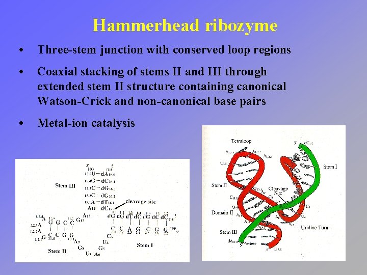 Hammerhead ribozyme • Three-stem junction with conserved loop regions • Coaxial stacking of stems