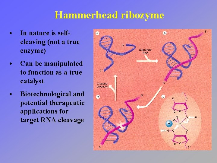 Hammerhead ribozyme • In nature is selfcleaving (not a true enzyme) • Can be