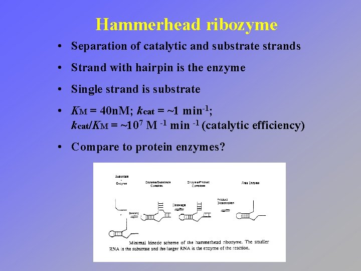 Hammerhead ribozyme • Separation of catalytic and substrate strands • Strand with hairpin is