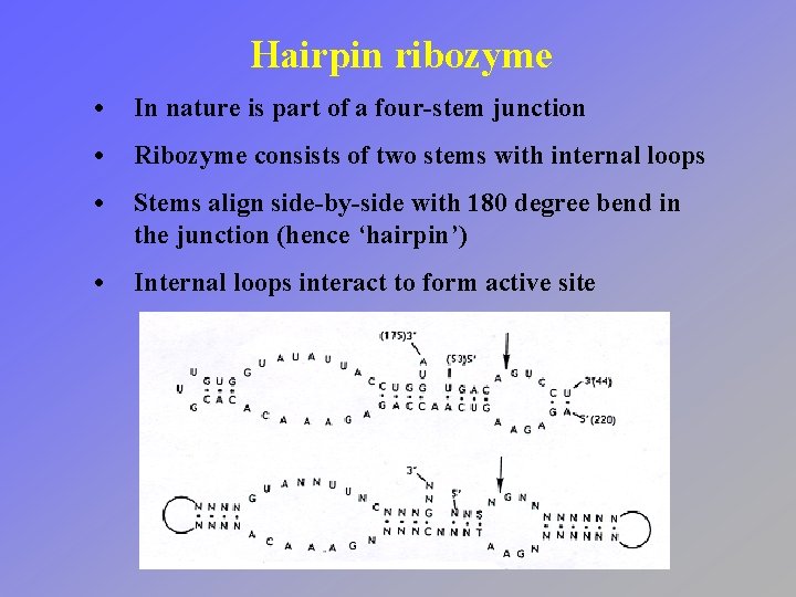 Hairpin ribozyme • In nature is part of a four-stem junction • Ribozyme consists