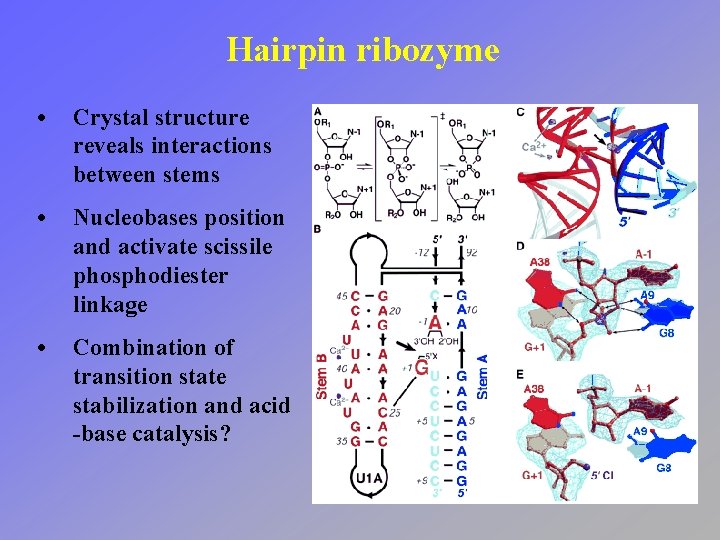 Hairpin ribozyme • Crystal structure reveals interactions between stems • Nucleobases position and activate