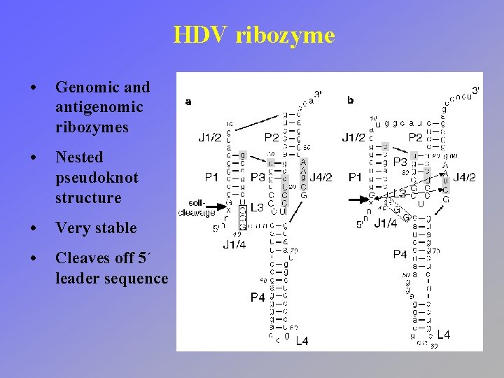 HDV ribozyme • Genomic and antigenomic ribozymes • Nested pseudoknot structure • Very stable